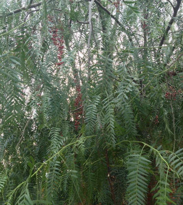 A pepper tree in Neo Psychiko. Click to enlarge in order to see the pepper seeds.